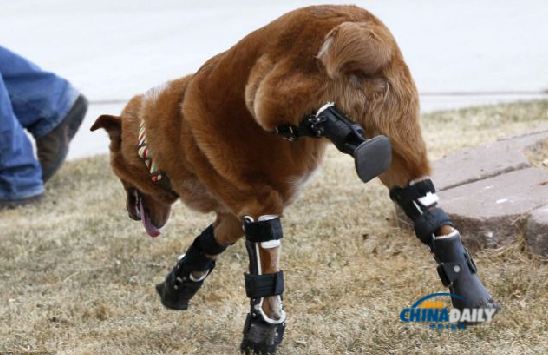不再靠肚子爬行啦！殘疾小狗借助假肢重獲新生