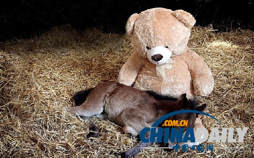 圖:小馬駒把泰迪熊當(dāng)“媽媽” 形影不離依偎撒嬌