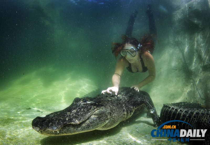 美女與野獸：妙齡女子每天與致命鱷魚(yú)搏斗（組圖）