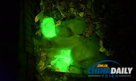 科學家培育出“夜光兔“ 黑暗中閃閃發(fā)光