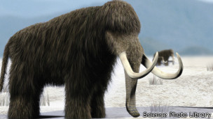 猛犸象絕種因氣候變化而非人類獵殺