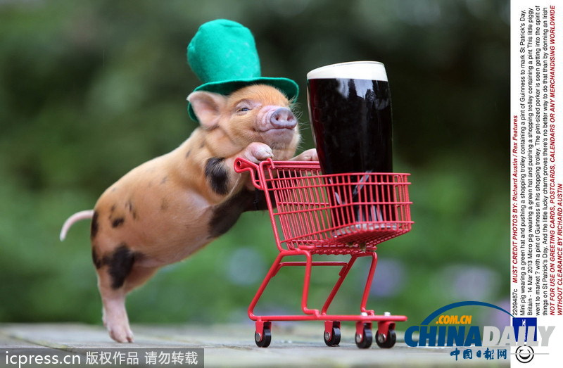 緊隨慕尼黑啤酒節(jié) 盤點動物界中酒漢子