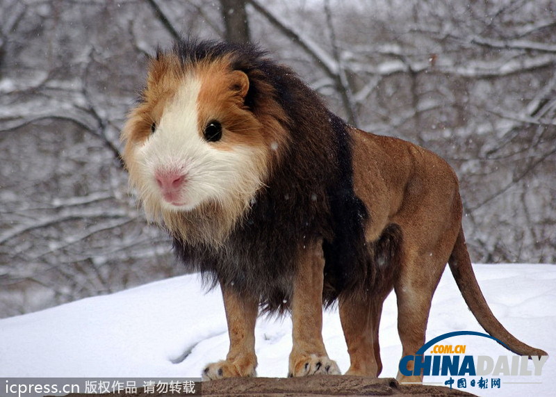 挪威學生用PS巧制合成圖 創(chuàng)造超詭異新物種