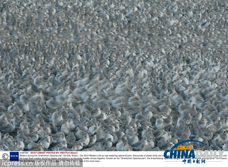 英國(guó)自然保護(hù)區(qū)萬(wàn)只海鳥聚集 密密麻麻讓人眼花