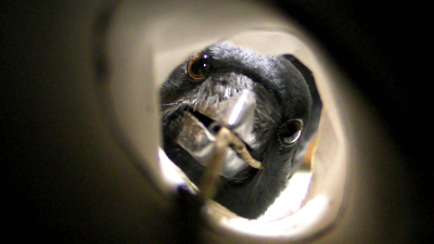 動(dòng)物照片拍案驚奇：螞蟻銜重物、烏鴉釣美食