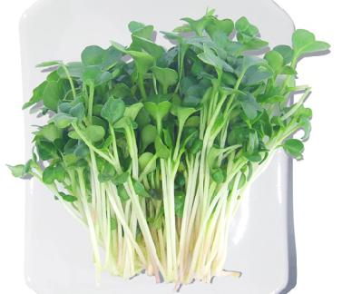 德國(guó)芽苗菜驗(yàn)證無(wú)毒 消費(fèi)者無(wú)所適從