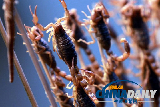 世界各地超級(jí)恐怖的蟲子大餐(組圖)