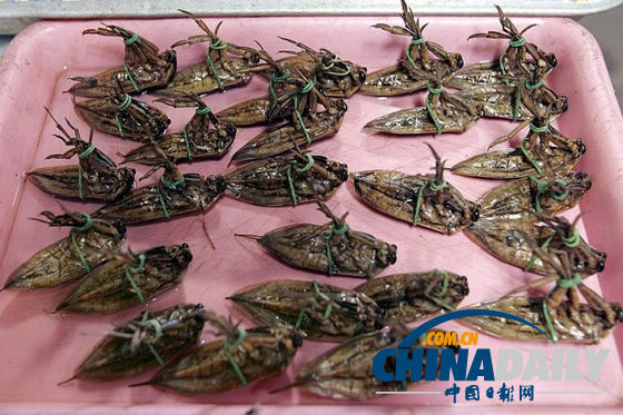 世界各地超級(jí)恐怖的蟲(chóng)子大餐(組圖)