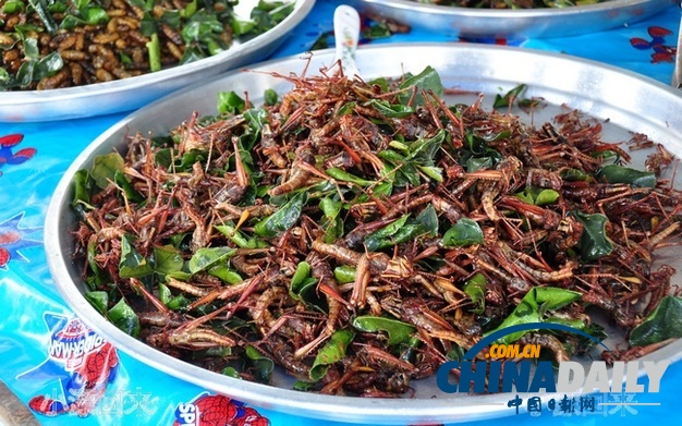 世界各地超級恐怖的蟲子大餐(組圖)