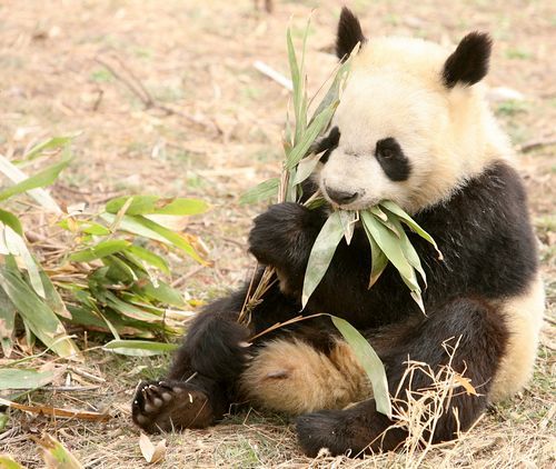 “秦嶺四寶”高調(diào)進(jìn)世園