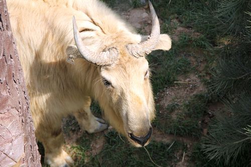 “秦嶺四寶”高調(diào)進(jìn)世園