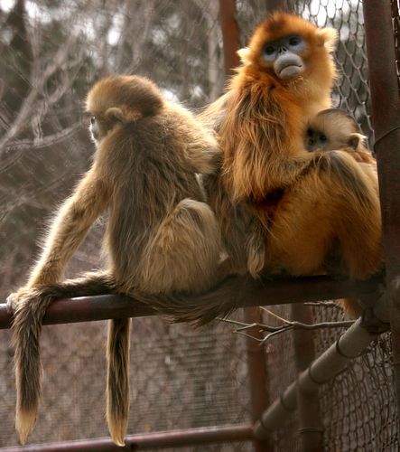 “秦嶺四寶”高調(diào)進(jìn)世園