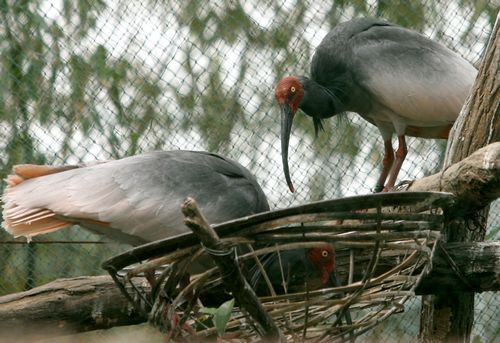 “秦嶺四寶”高調(diào)進(jìn)世園