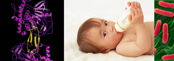 恒天然毒奶粉發(fā)酵 專家解讀肉毒桿菌危害有多大