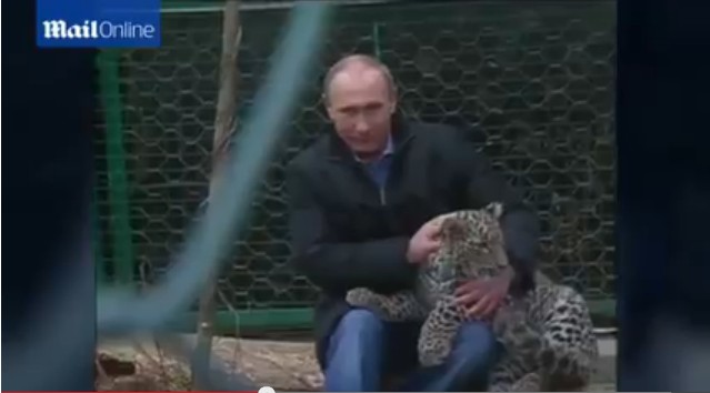 普京現(xiàn)身索契 與勇猛波斯豹幼崽玩耍