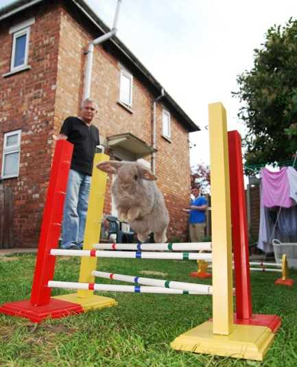 英國(guó)6只寵物兔成“障礙跳高明星”