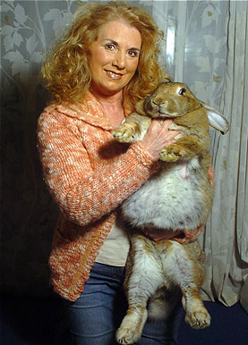 全球體積最大兔離奇去世 疑拍紀(jì)錄片怯場誘發(fā)心臟病