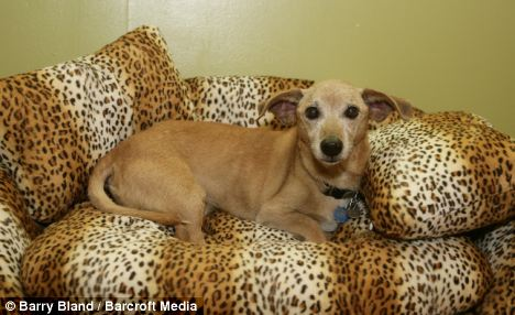 “世界上最長(zhǎng)壽狗”慶26歲生日 當(dāng)比人類182歲高齡