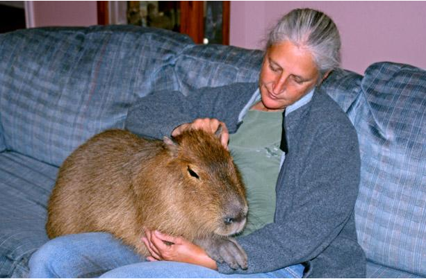 美國婦女養(yǎng)“巨鼠”水豚當(dāng)寵物 靚照引爆網(wǎng)絡(luò)