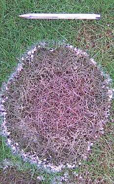 暴風(fēng)雪使英國草地變成粉色