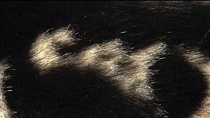 “喵喵！我是貓！” 英國虎斑貓持有天然“名片”