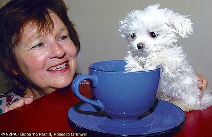 新西蘭小狗身長(zhǎng)不到8厘米 或成“世界最小狗”