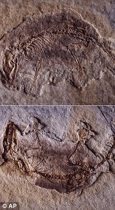 進(jìn)化論有新說(shuō)：人類祖先可能來(lái)自湖泊