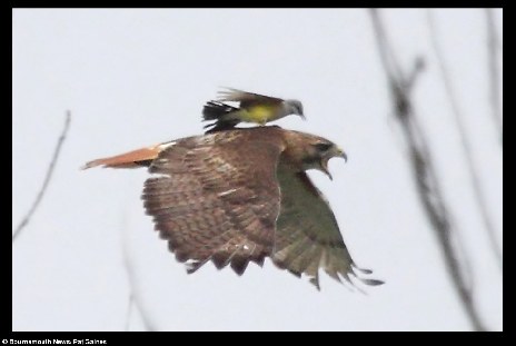 小小必勝鳥護(hù)巢心切 騎老鷹背猛啄致其慘叫亂飛