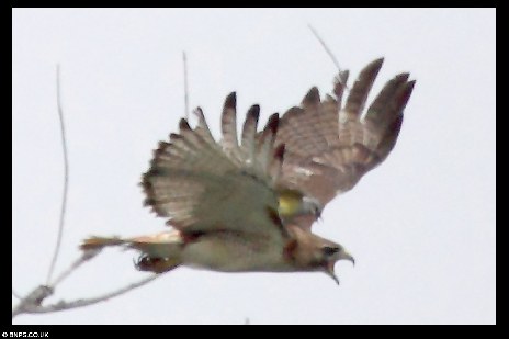 小小必勝鳥護(hù)巢心切 騎老鷹背猛啄致其慘叫亂飛