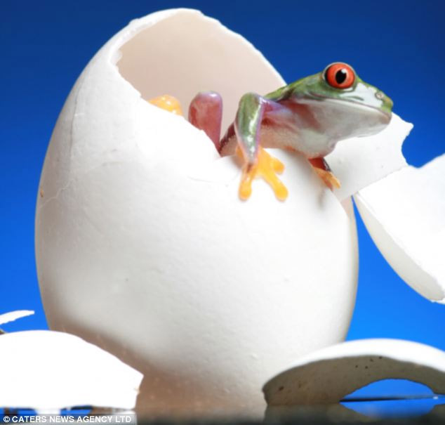 美攝影師抓拍精彩圖片 小小青蛙多俏皮!(圖)