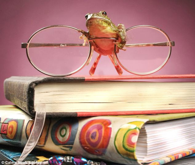 美攝影師抓拍精彩圖片 小小青蛙多俏皮?。▓D）