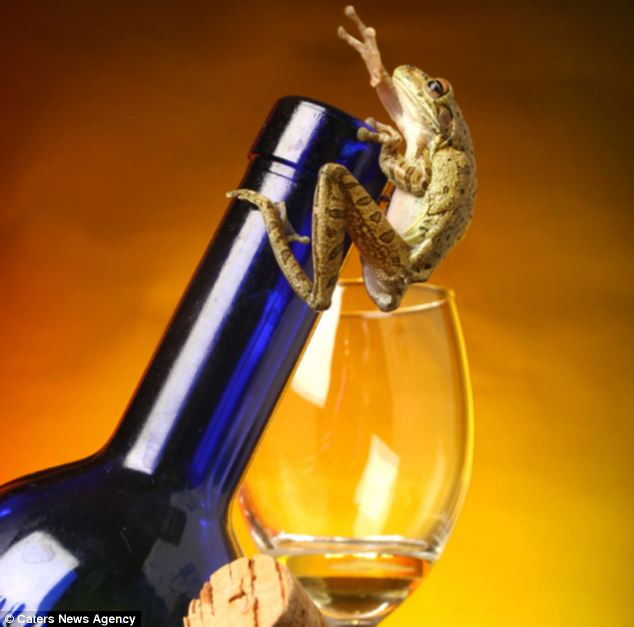 美攝影師抓拍精彩圖片 小小青蛙多俏皮?。▓D）