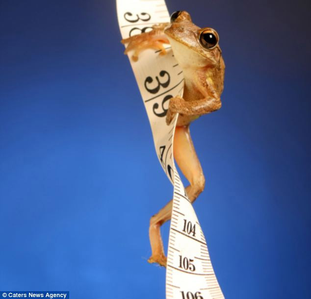 美攝影師抓拍精彩圖片 小小青蛙多俏皮?。▓D）