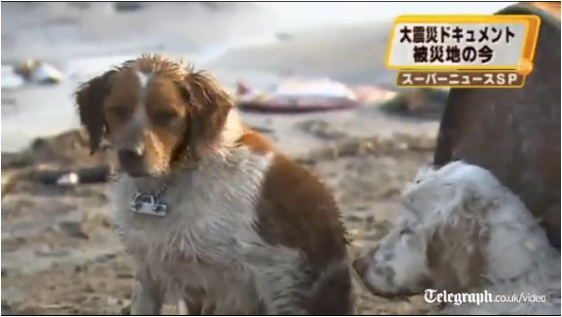 溫情故事:忠義狗狗救伙伴