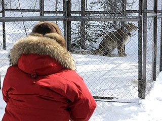 據(jù)稱俄雪豹坐直升機、關(guān)禁閉 只為等總理普京“接見”