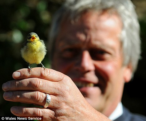 組圖：小鳥誤將英國男子頭發(fā)當鳥窩