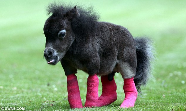 早產(chǎn)微型小馬天生腿部殘疾 主人求6000英鎊善款做手術(shù)