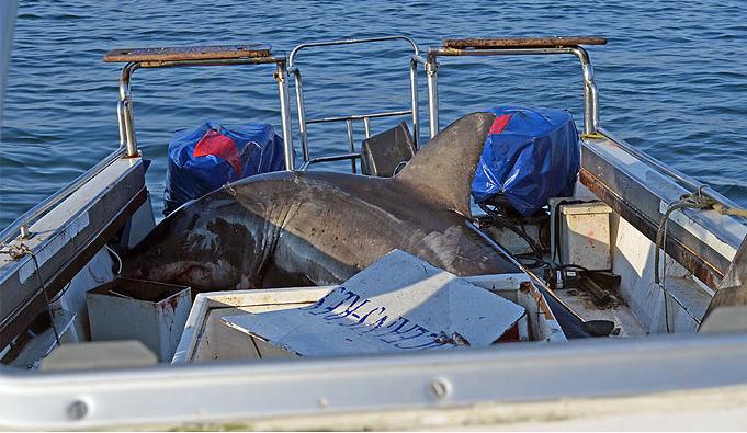 大白鯊跳上科考船釀險(xiǎn)情 吊車將其送回海里