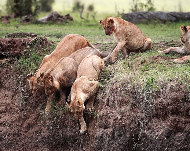 圖:獅崽跌落懸崖被困斜坡 母獅無畏冒險救子