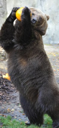 投籃、砸爛、發(fā)呆 萬圣節(jié)南瓜難倒德國棕熊（組圖）