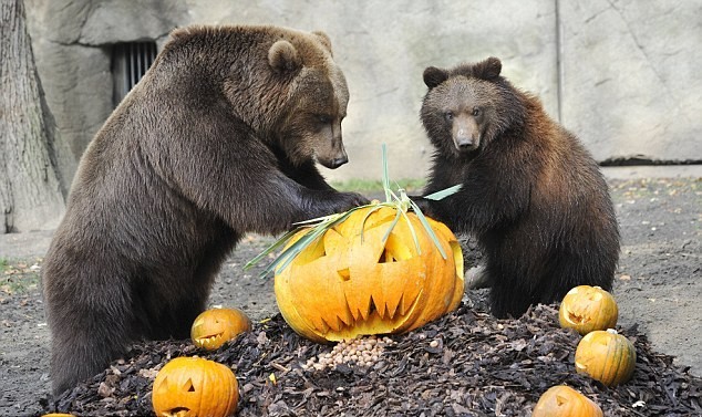 投籃、砸爛、發(fā)呆 萬圣節(jié)南瓜難倒德國棕熊（組圖）