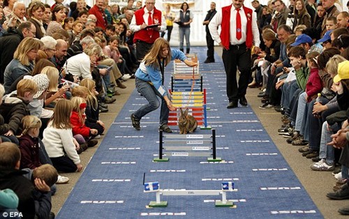 瑞士舉辦兔子跳欄比賽 50余只兔子爭相激戰(zhàn)