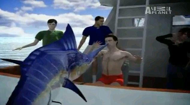美國(guó)小伙釣魚遇險(xiǎn):200多公斤黑槍魚躍出海面刺穿其口腔