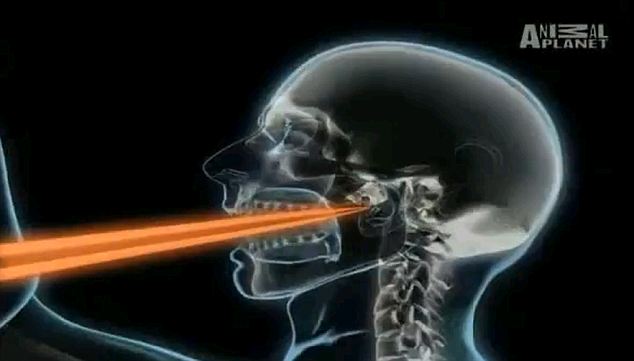 美國(guó)小伙釣魚遇險(xiǎn):200多公斤黑槍魚躍出海面刺穿其口腔