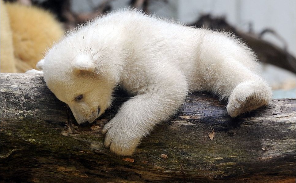 克努特妹妹德國(guó)動(dòng)物園上演“處女秀” 深得寵愛(ài)萌煞人