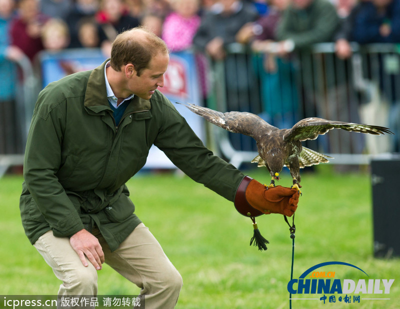 威廉王子農(nóng)展會上客串訓(xùn)鷹師 小心翼翼（組圖）
