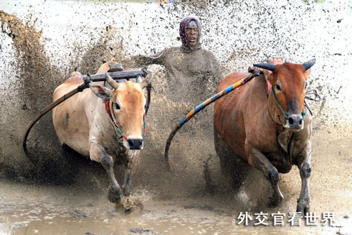 賽牛（一等獎(jiǎng)）