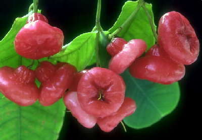 精致討喜的臺(tái)灣水果禮盒 搶攻大陸春節(jié)市場(chǎng)