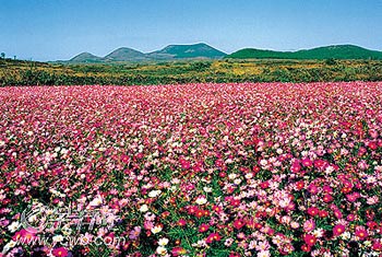 濟(jì)州島面朝大海 春暖花開(kāi)