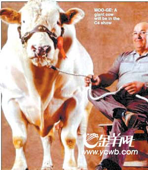 山羊會(huì)吐蜘蛛絲 探秘英國(guó)轉(zhuǎn)基因動(dòng)物農(nóng)場(chǎng)